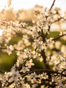 Preview wallpaper flower, bloom, spring, branch
