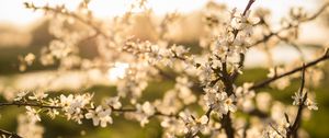 Preview wallpaper flower, bloom, spring, branch