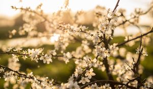 Preview wallpaper flower, bloom, spring, branch