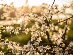 Preview wallpaper flower, bloom, spring, branch