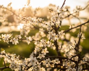 Preview wallpaper flower, bloom, spring, branch