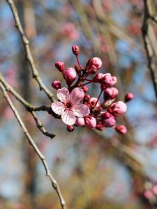 Preview wallpaper flower, bloom, spring, pink