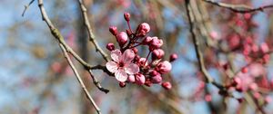 Preview wallpaper flower, bloom, spring, pink