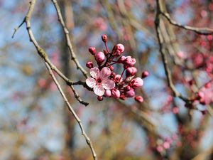 Preview wallpaper flower, bloom, spring, pink