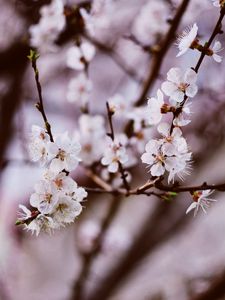 Preview wallpaper flower, bloom, spring, petal, delicate