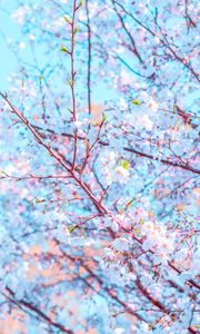 Preview wallpaper flower, bloom, spring, branch, petals