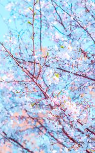 Preview wallpaper flower, bloom, spring, branch, petals