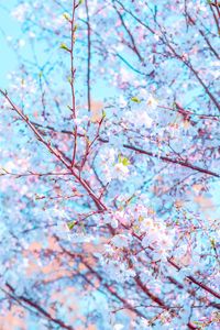 Preview wallpaper flower, bloom, spring, branch, petals