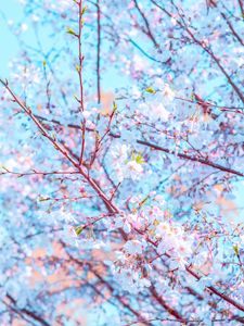 Preview wallpaper flower, bloom, spring, branch, petals