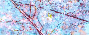 Preview wallpaper flower, bloom, spring, branch, petals