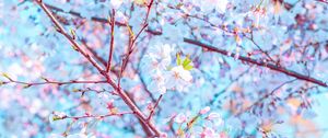 Preview wallpaper flower, bloom, spring, branch, petals