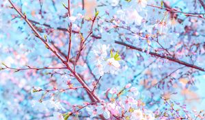 Preview wallpaper flower, bloom, spring, branch, petals