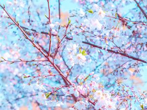 Preview wallpaper flower, bloom, spring, branch, petals