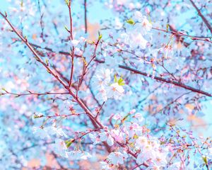 Preview wallpaper flower, bloom, spring, branch, petals