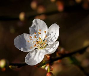 Preview wallpaper flower, bloom, spring, tree