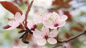 Preview wallpaper flower, bloom, spring, tree