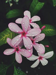 Preview wallpaper flower, bloom, tropical, pink, leaves