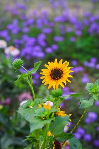 Preview wallpaper flower, bloom, yellow, garden, light, blur