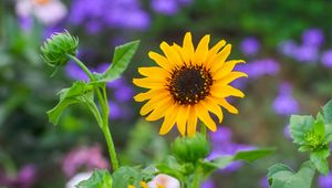 Preview wallpaper flower, bloom, yellow, garden, light, blur