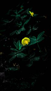 Preview wallpaper flower, bloom, yellow, plant