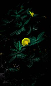 Preview wallpaper flower, bloom, yellow, plant