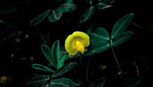 Preview wallpaper flower, bloom, yellow, plant