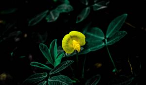 Preview wallpaper flower, bloom, yellow, plant