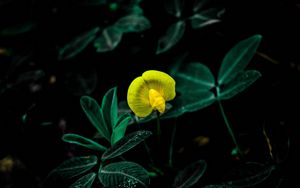 Preview wallpaper flower, bloom, yellow, plant