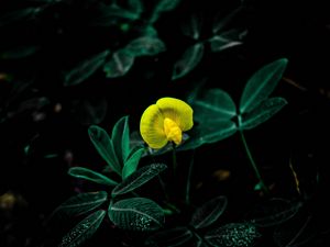 Preview wallpaper flower, bloom, yellow, plant
