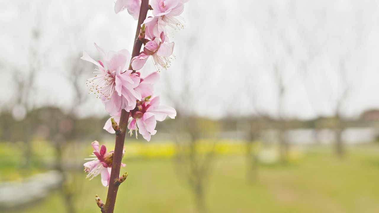 Wallpaper flower, blooming, branch, spring, blur, pink