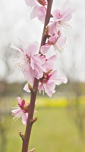 Preview wallpaper flower, blooming, branch, spring, blur, pink
