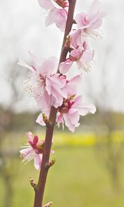 Preview wallpaper flower, blooming, branch, spring, blur, pink