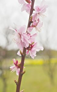 Preview wallpaper flower, blooming, branch, spring, blur, pink