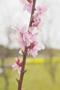 Preview wallpaper flower, blooming, branch, spring, blur, pink