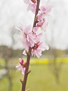 Preview wallpaper flower, blooming, branch, spring, blur, pink