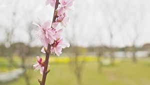 Preview wallpaper flower, blooming, branch, spring, blur, pink