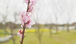 Preview wallpaper flower, blooming, branch, spring, blur, pink