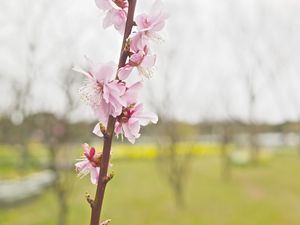 Preview wallpaper flower, blooming, branch, spring, blur, pink