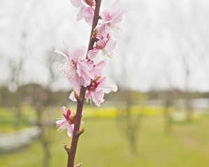 Preview wallpaper flower, blooming, branch, spring, blur, pink