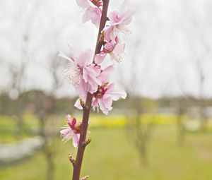 Preview wallpaper flower, blooming, branch, spring, blur, pink