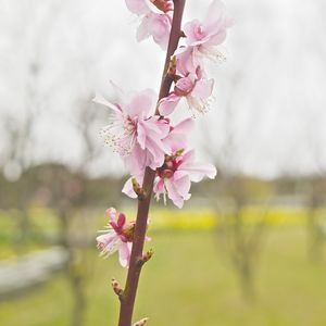 Preview wallpaper flower, blooming, branch, spring, blur, pink