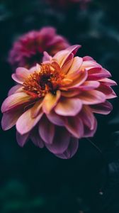 Preview wallpaper flower, blooming, bud, petals, dark, blur