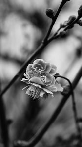 Preview wallpaper flower, blooming, bw, blur, branch