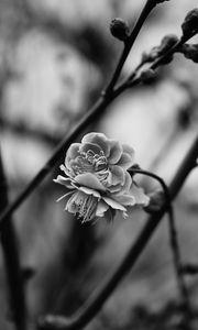 Preview wallpaper flower, blooming, bw, blur, branch