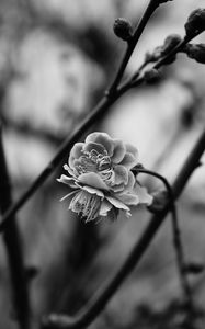 Preview wallpaper flower, blooming, bw, blur, branch