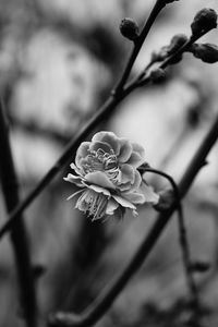 Preview wallpaper flower, blooming, bw, blur, branch