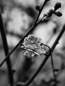 Preview wallpaper flower, blooming, bw, blur, branch