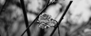 Preview wallpaper flower, blooming, bw, blur, branch