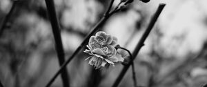 Preview wallpaper flower, blooming, bw, blur, branch