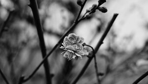 Preview wallpaper flower, blooming, bw, blur, branch